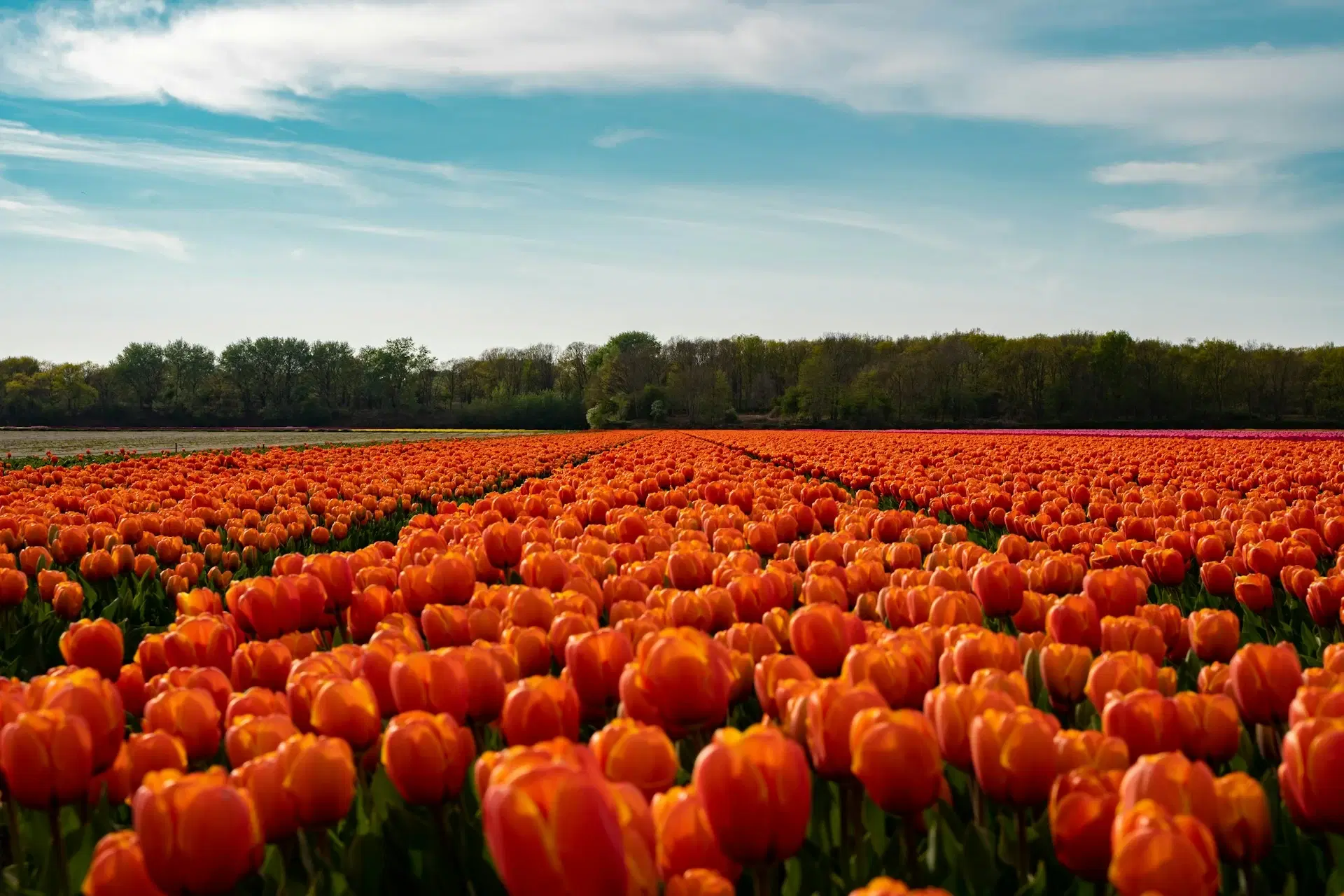 dutch tulips (Netherlands)
